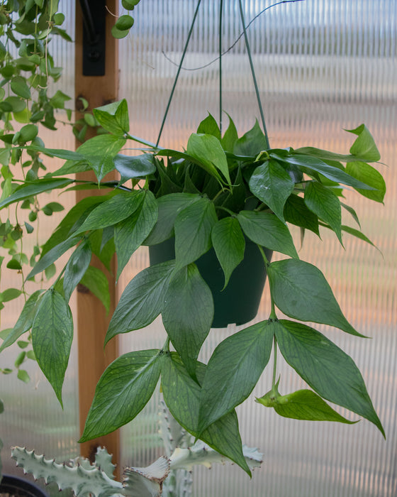 Hoya Polyneura - 6" (Pick Up Only)