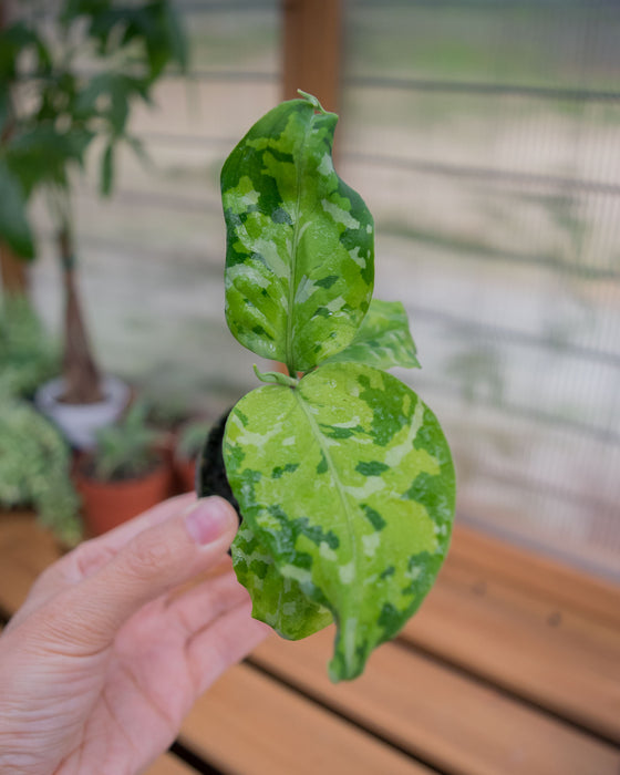 Chinese Evergreen 'Pictum Tricolor' - 2"