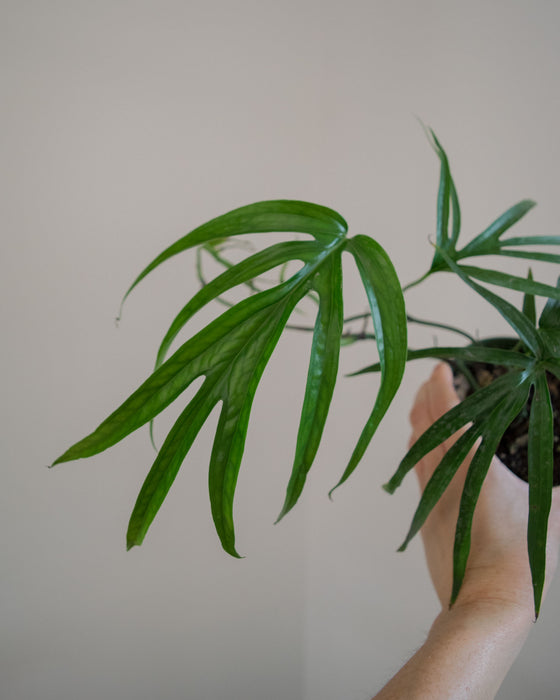 amydrium zippelianum variegata Amydrium Zippelianum