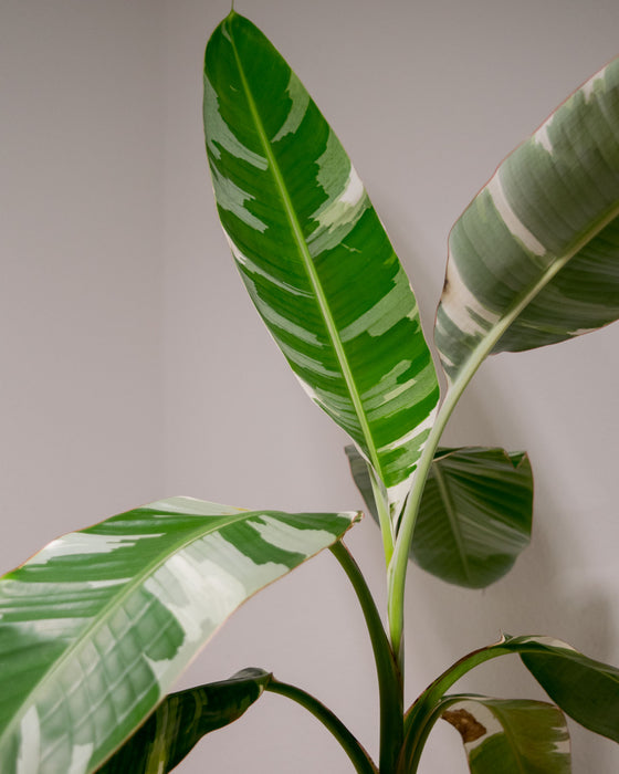 Musa sp. 'Florida Variegated' - 4" (Pick Up Only)