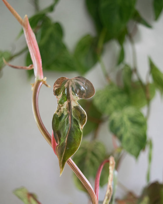 Variegated Heartleaf Philodendron  - 6" (3.5 FT) (Pick Up Only)