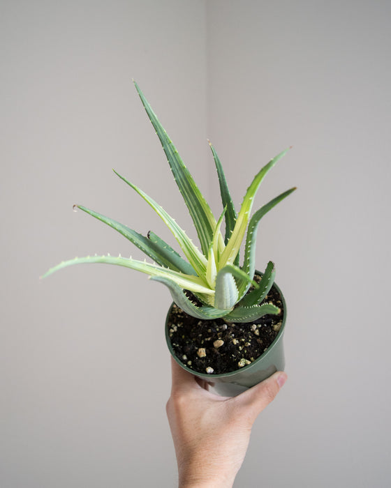 Aloe Humilis Solar Flame - 4"