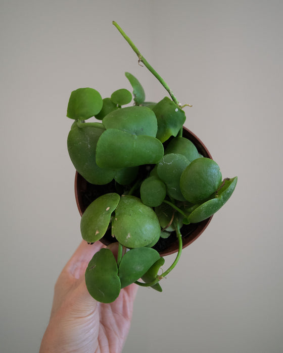 Dischidia Platyphylla - 4"