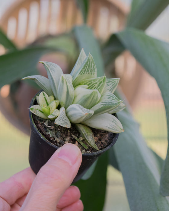 Haworthia Retusa 'Variegata' - 2"
