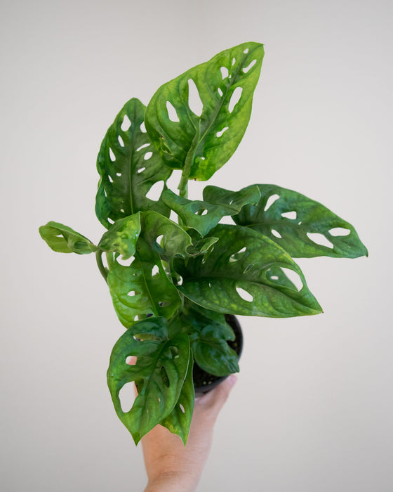Monstera Adansonii - 4"