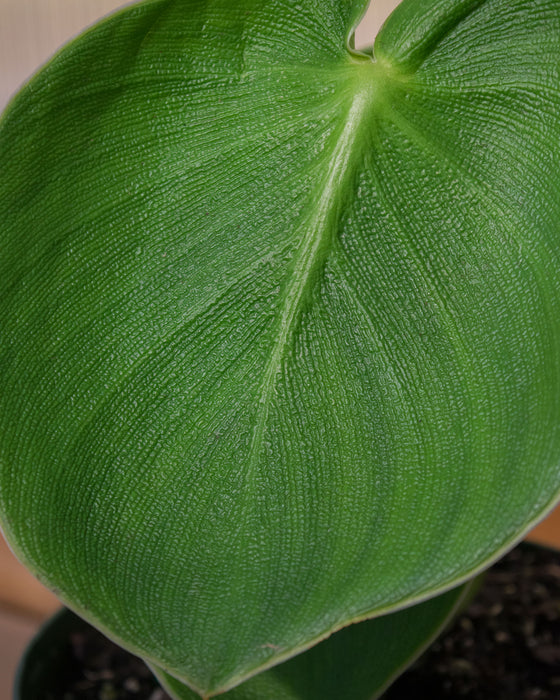 Philodendron 'Rugosum' - 6" (Pick Up Only)