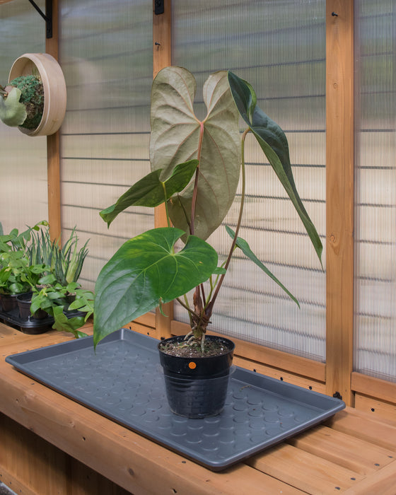 Anthurium Magnificum x Nigrolaminum 6" (Pick Up Only)