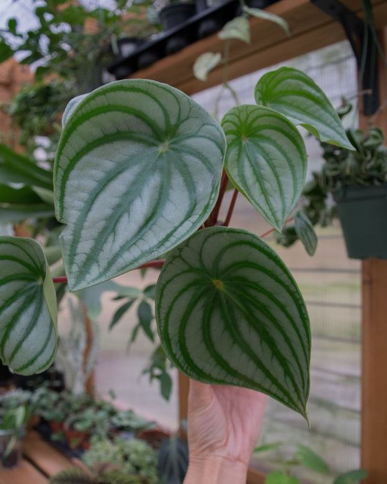 Peperomia Watermelon - 4"