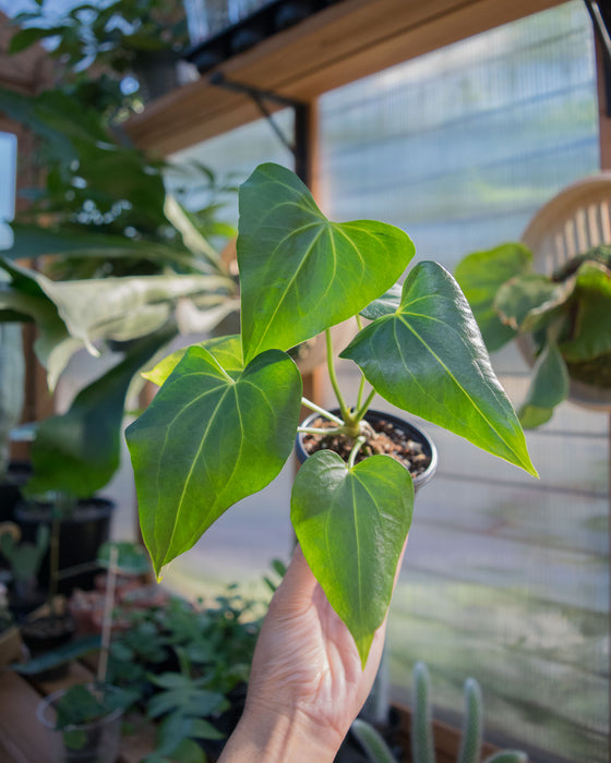 Anthurium 'Delta Force' - 3"