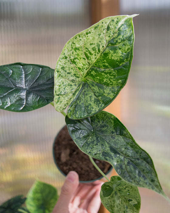 Alocasia Baginda 'Dragon Scale' Mint - 4"