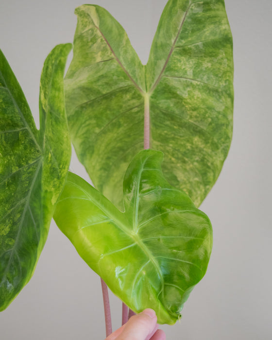 Alocasia Baginda 'Pink Dragon' Variegated - 4" (Pick Up Only)