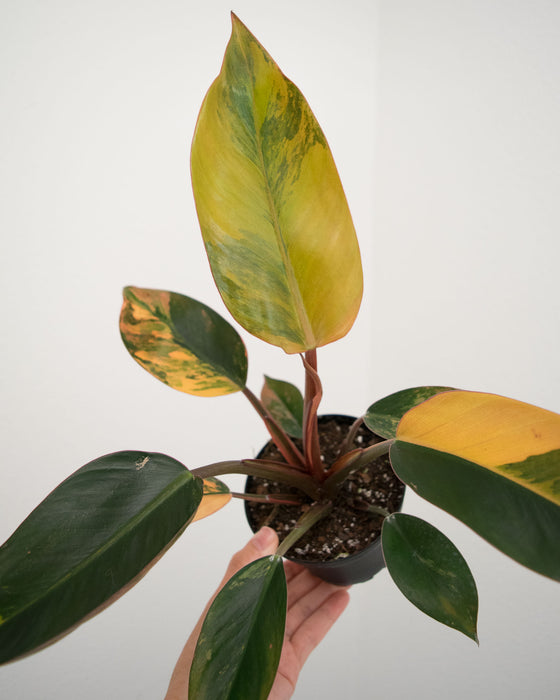 Philodendron 'Congo Red Hot' - 4"