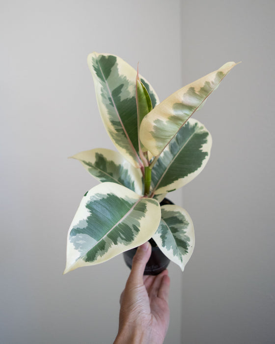 Ficus Elastica 'Tineke' - 4"