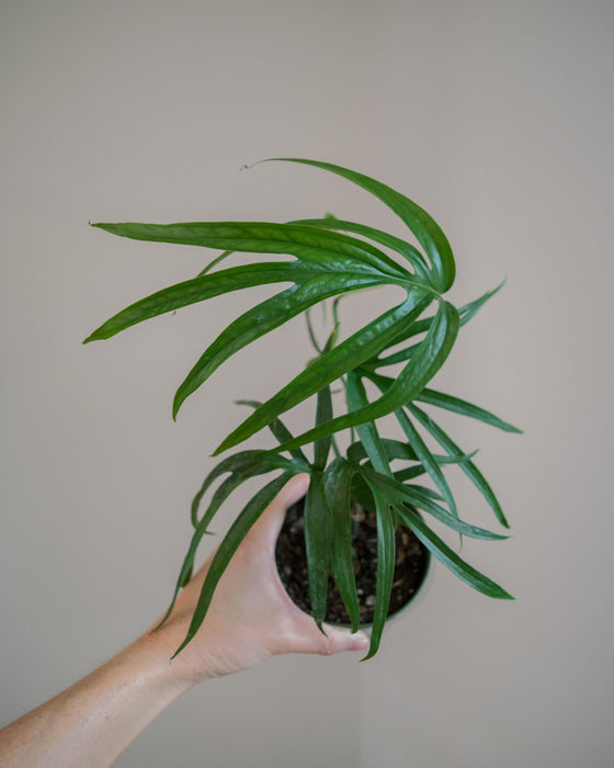 Amydrium Zippelianum - 4"