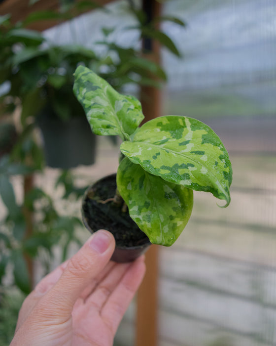 Chinese Evergreen 'Pictum Tricolor' - 2"