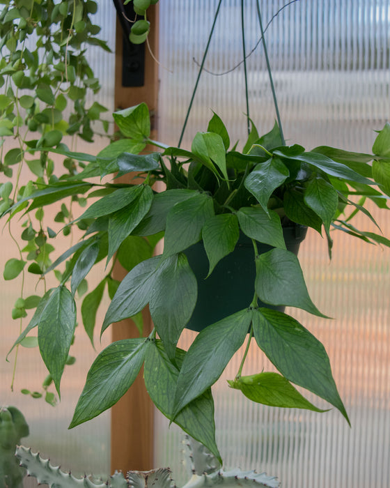 Hoya Polyneura - 6" (Pick Up Only)