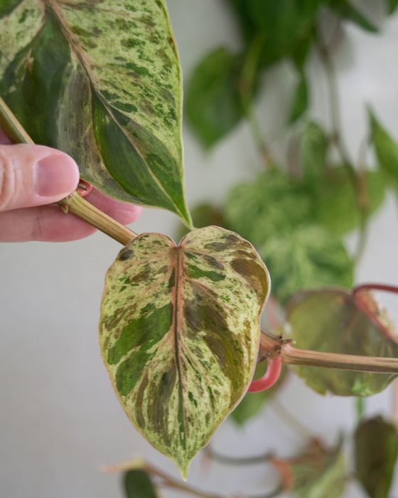 Variegated Heartleaf Philodendron  - 6" (3.5 FT) (Pick Up Only)