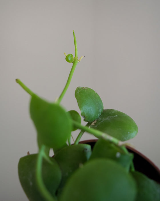 Dischidia Platyphylla - 4"