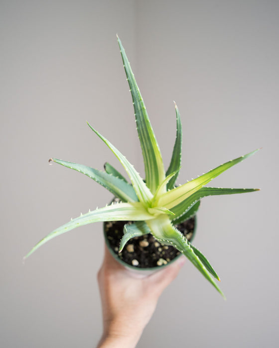 Aloe Humilis Solar Flame - 4"