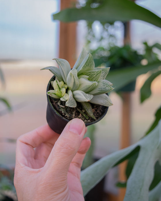 Haworthia Retusa 'Variegata' - 2"