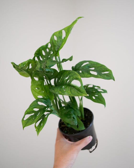 Monstera Adansonii - 4"
