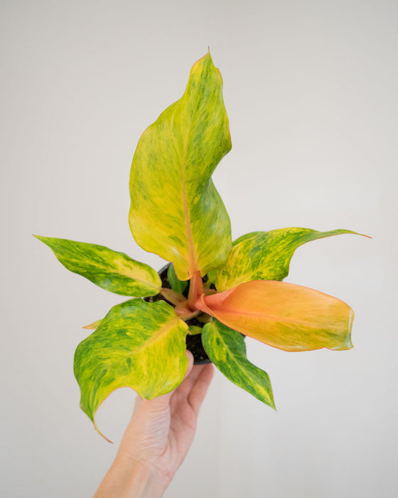 Philodendron 'Orange Marmalade' - 4"