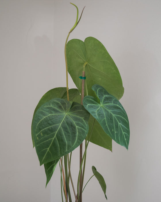 Anthurium Magnificum - 8" (Pick Up Only)(3' Tall)