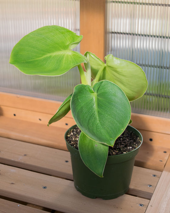 Philodendron 'Rugosum' - 6" (Pick Up Only)