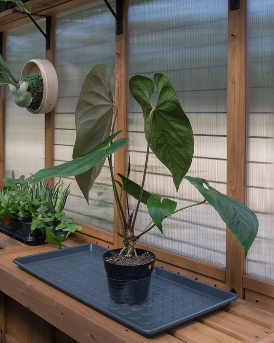 Anthurium Magnificum x Nigrolaminum 6" (Pick Up Only)