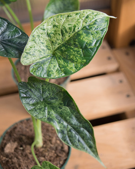 Alocasia Baginda 'Dragon Scale' Mint - 4"