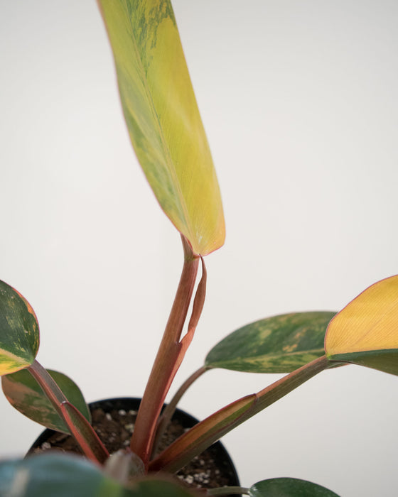 Philodendron 'Congo Red Hot' - 4"