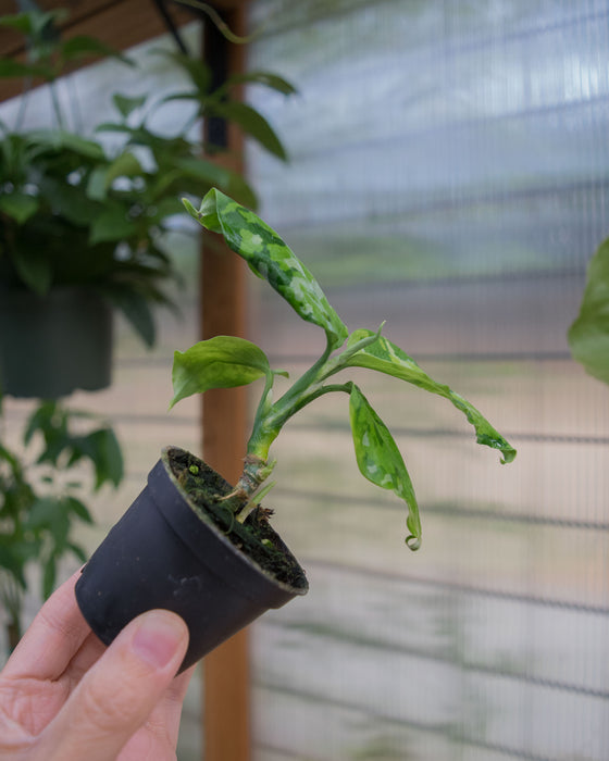 Chinese Evergreen 'Pictum Tricolor' - 2"