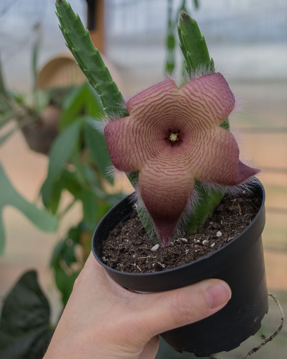 Stapelia Hirsuta- 4"