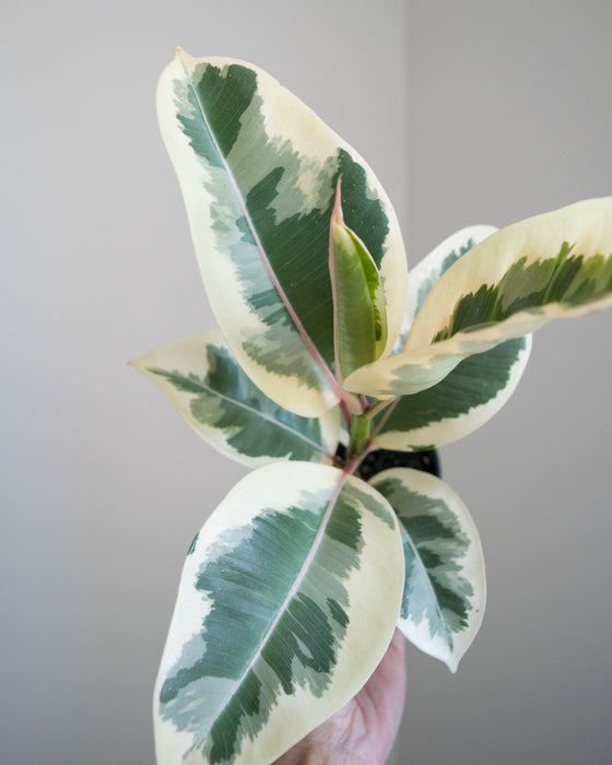 Ficus Elastica 'Tineke' - 4"