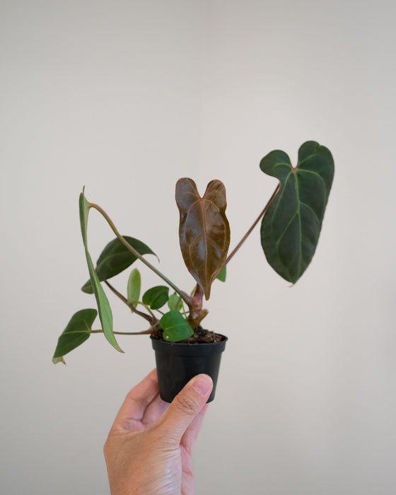 Anthurium Nigrolaminum 'Gigi' Hybrid - 2"