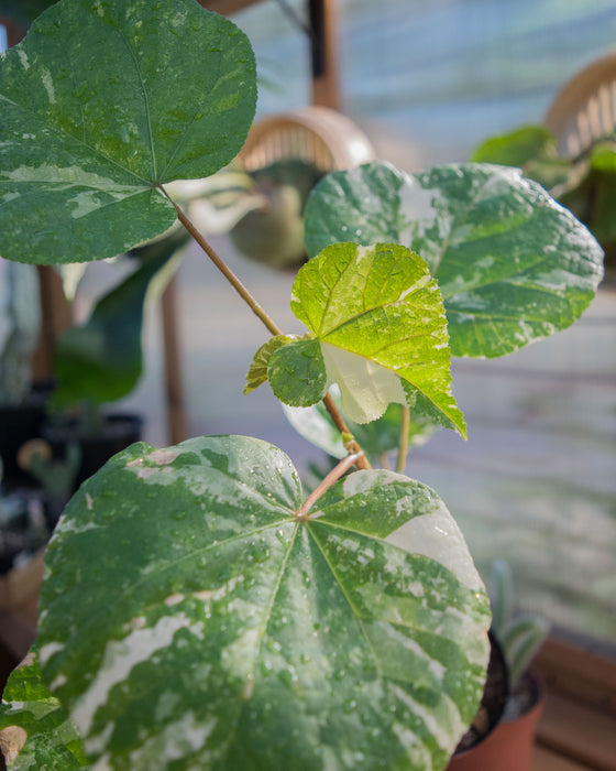 Hibiscus Tiliaceus ‘Variegata’  - 4" (Pick Up Only)