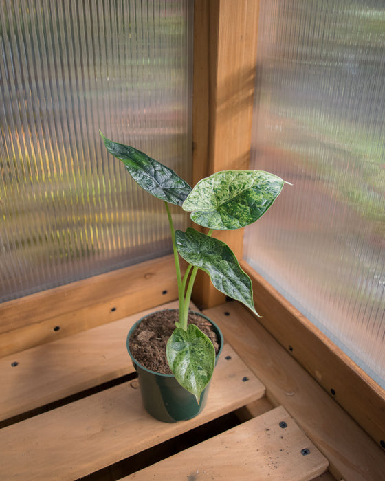 Alocasia Baginda 'Dragon Scale' Mint - 4"