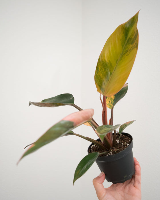 Philodendron 'Congo Red Hot' - 4"