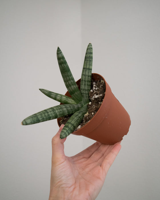 Sansevieria Clyindrical 'Boncel' - 4"