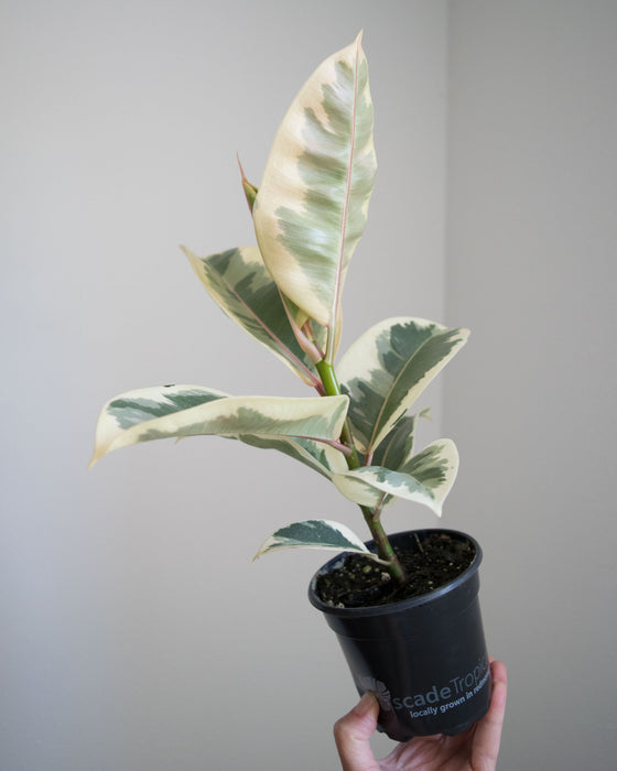 Ficus Elastica 'Tineke' - 4"