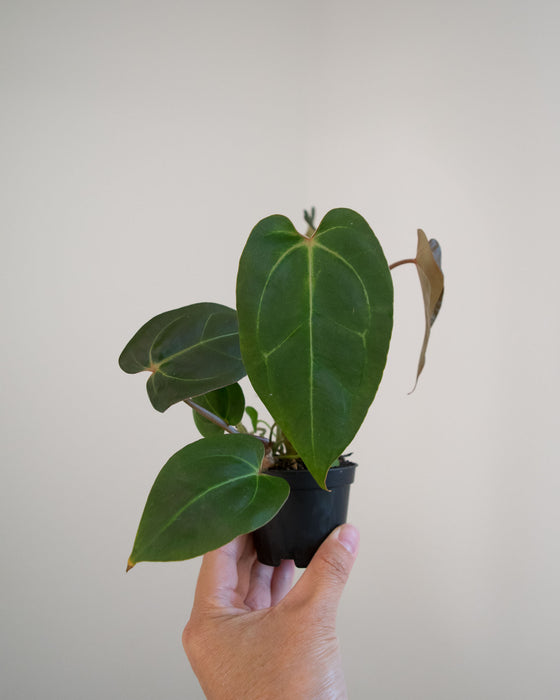 Anthurium Nigrolaminum 'Gigi' Hybrid - 2"