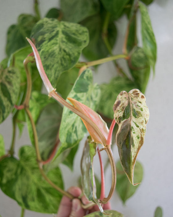 Variegated Heartleaf Philodendron  - 6" (3.5 FT) (Pick Up Only)