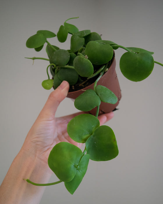 Dischidia Platyphylla - 4"