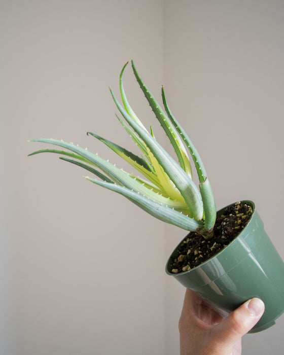 Aloe Humilis Solar Flame - 4"