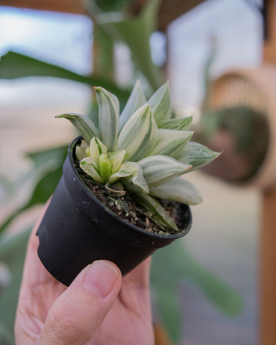 Haworthia Retusa 'Variegata' - 2"