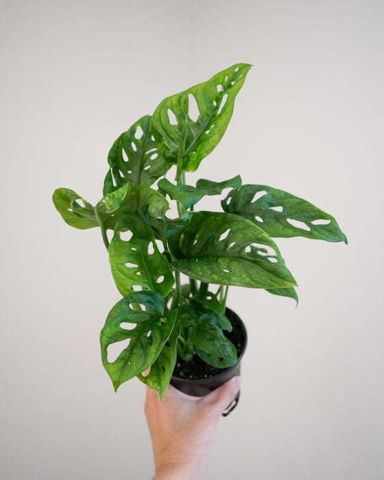 Monstera Adansonii - 4"