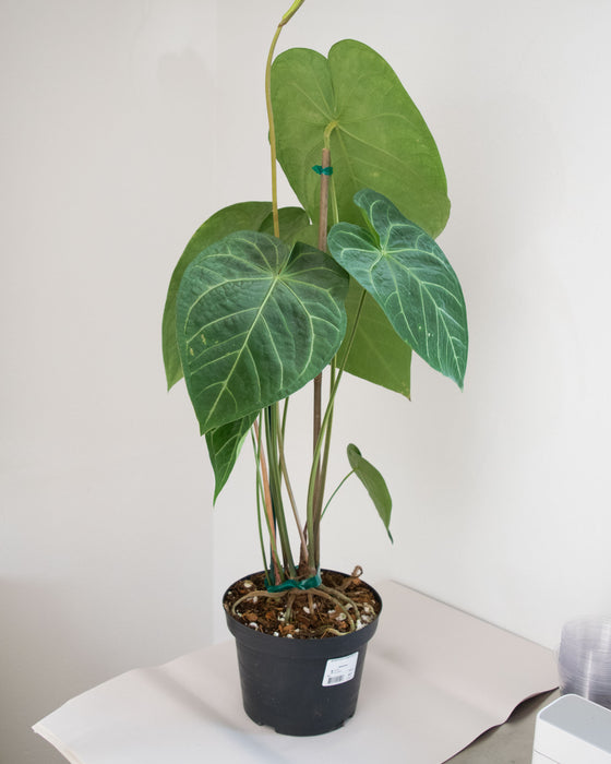 Anthurium Magnificum - 8" (Pick Up Only)(3' Tall)