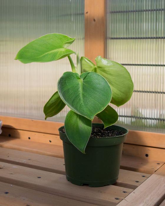 Philodendron 'Rugosum' - 6" (Pick Up Only)