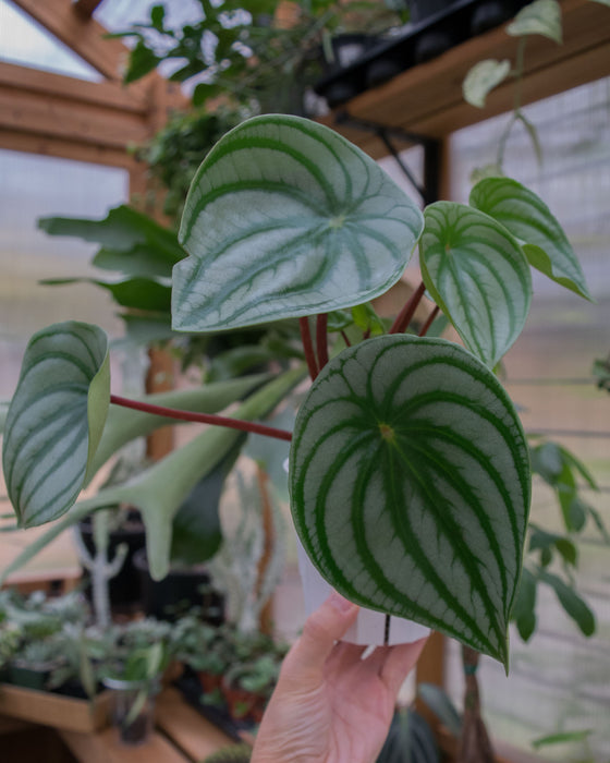 Peperomia Watermelon - 4"