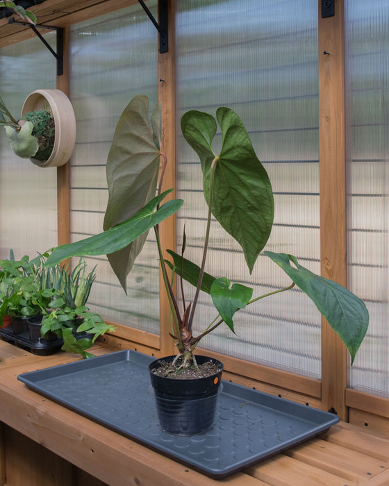 Anthurium Magnificum x Nigrolaminum 6" (Pick Up Only)
